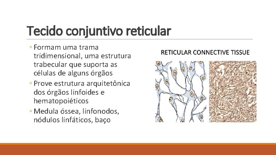 Tecido conjuntivo reticular ◦ Formam uma trama tridimensional, uma estrutura trabecular que suporta as