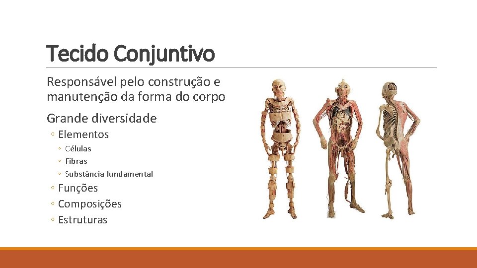 Tecido Conjuntivo Responsável pelo construção e manutenção da forma do corpo Grande diversidade ◦
