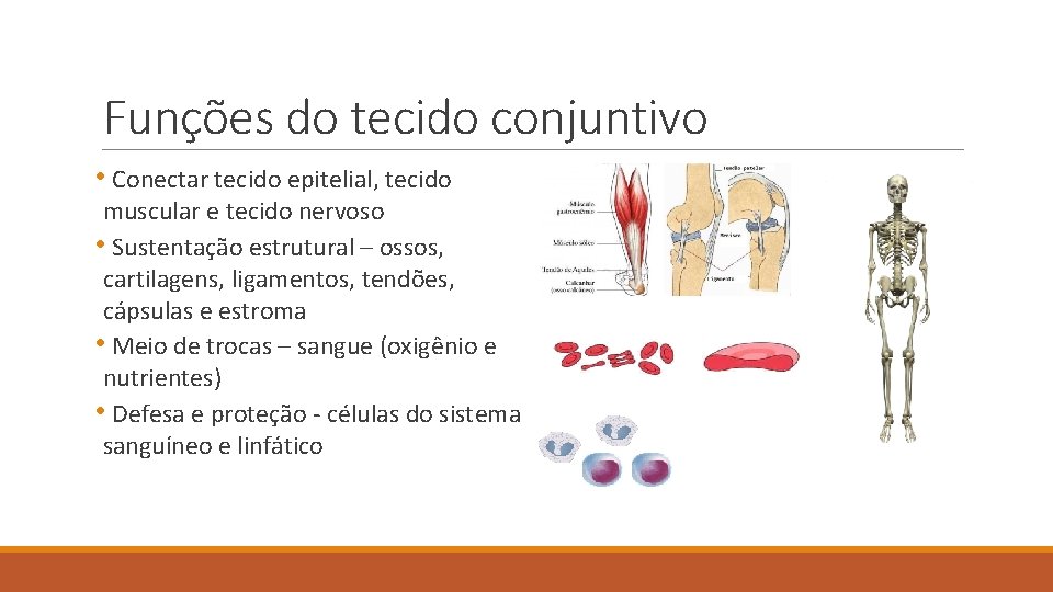 Funções do tecido conjuntivo • Conectar tecido epitelial, tecido muscular e tecido nervoso •