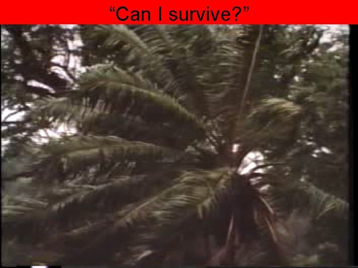 “Can I survive? ” 