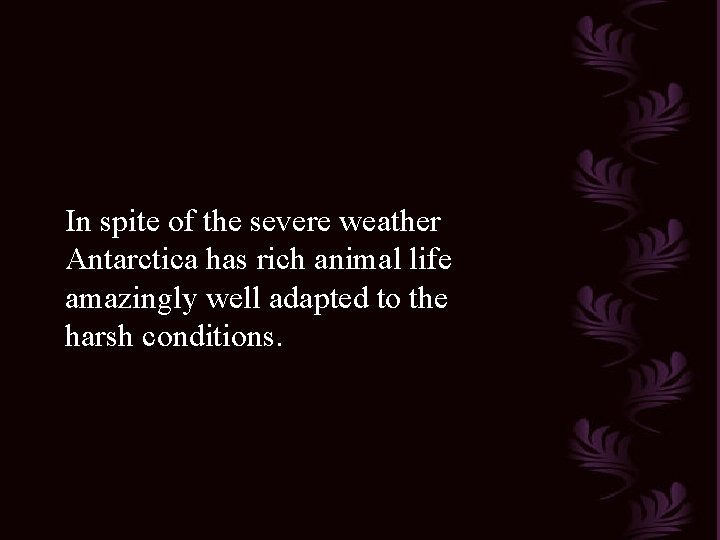 In spite of the severe weather Antarctica has rich animal life amazingly well adapted In spite of the severe weather Antarctica has rich animal life amazingly well adapted