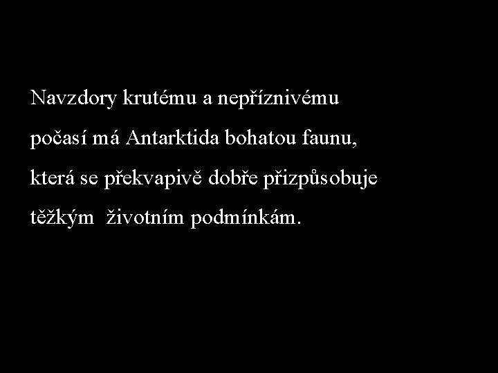 Navzdory krutému a nepříznivému počasí má Antarktida bohatou faunu, která se překvapivě dobře přizpůsobuje Navzdory krutému a nepříznivému počasí má Antarktida bohatou faunu, která se překvapivě dobře přizpůsobuje