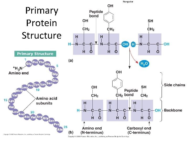 Primary Protein Structure 
