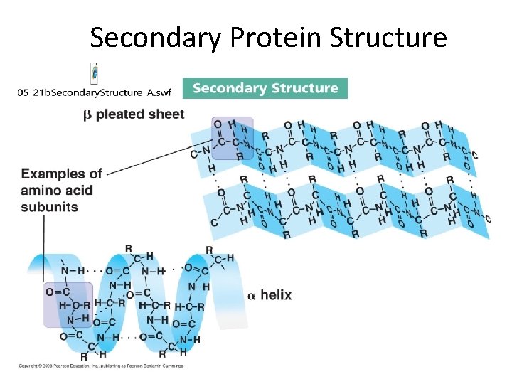 Secondary Protein Structure 
