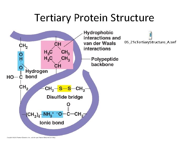 Tertiary Protein Structure 