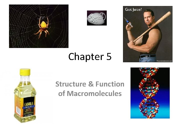 Chapter 5 Structure & Function of Macromolecules 