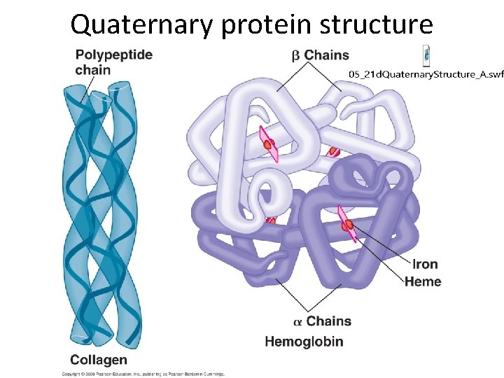 Quaternary protein structure 