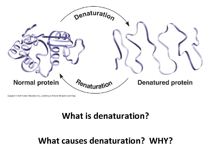 What is denaturation? What causes denaturation? WHY? 