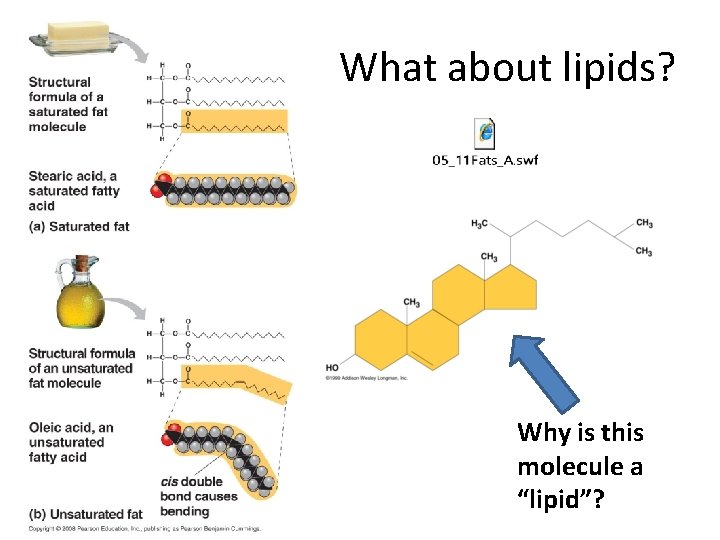 What about lipids? Why is this molecule a “lipid”? 