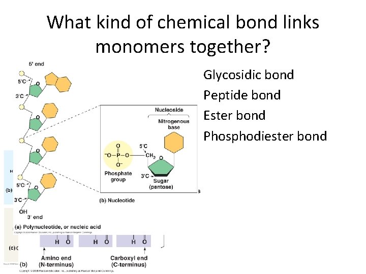 What kind of chemical bond links monomers together? • • Monosaccharides Amino acids Lipid