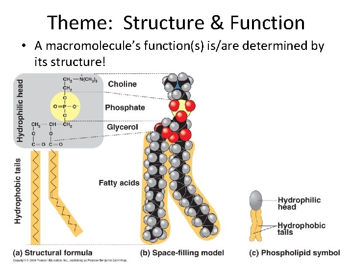 Theme: Structure & Function • A macromolecule’s function(s) is/are determined by its structure! •