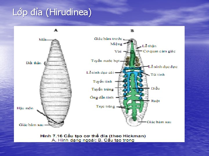 Lớp đỉa (Hirudinea) 