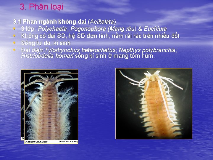 3. Phân loại 3. 1 Phân ngành không đai (Aclitelata) • 3 lớp: Polychaeta;