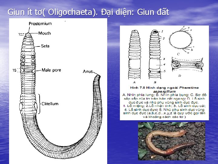 Giun ít tơ( Oligochaeta). Đại diện: Giun đất 