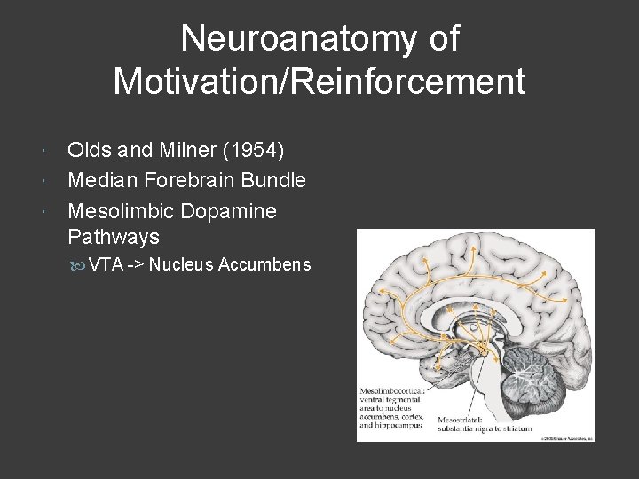 Neuroanatomy of Motivation/Reinforcement Olds and Milner (1954) Median Forebrain Bundle Mesolimbic Dopamine Pathways VTA