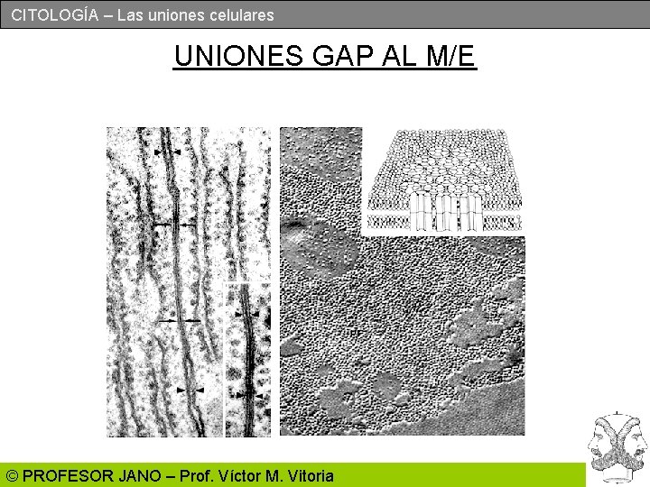 CITOLOGÍA – Las uniones celulares UNIONES GAP AL M/E © PROFESOR JANO – Prof.