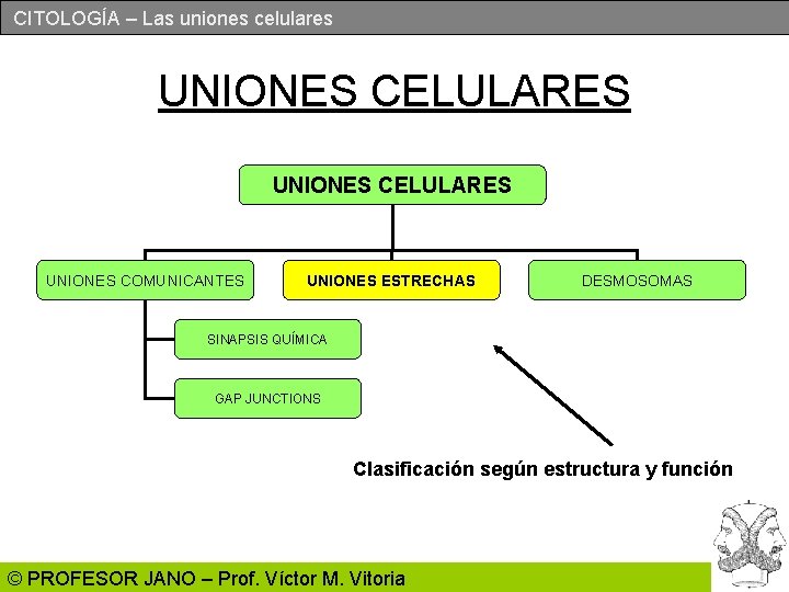 CITOLOGÍA – Las uniones celulares UNIONES CELULARES UNIONES COMUNICANTES UNIONES ESTRECHAS DESMOSOMAS SINAPSIS QUÍMICA