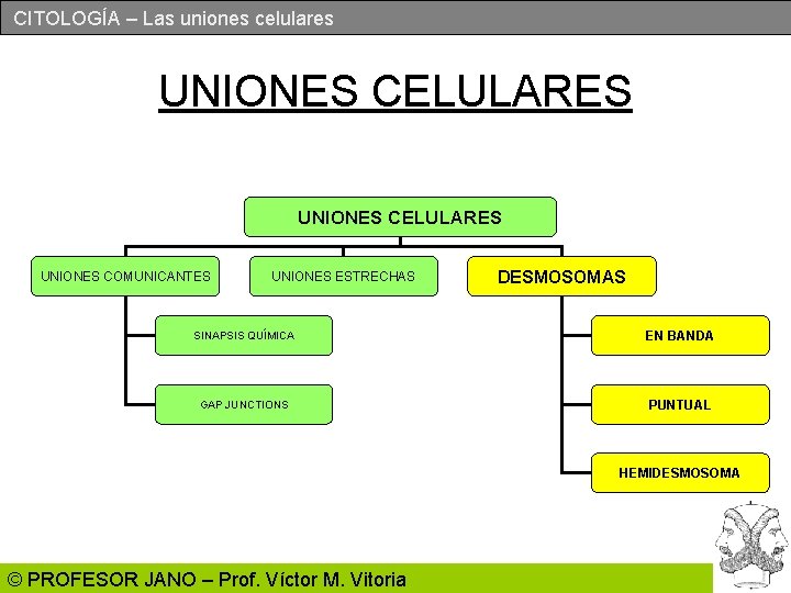 CITOLOGÍA – Las uniones celulares UNIONES CELULARES UNIONES COMUNICANTES UNIONES ESTRECHAS DESMOSOMAS SINAPSIS QUÍMICA