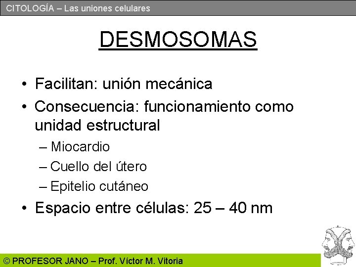 CITOLOGÍA – Las uniones celulares DESMOSOMAS • Facilitan: unión mecánica • Consecuencia: funcionamiento como