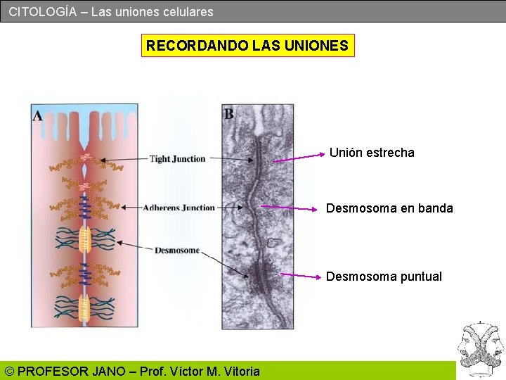 CITOLOGÍA – Las uniones celulares RECORDANDO LAS UNIONES Unión estrecha Desmosoma en banda Desmosoma