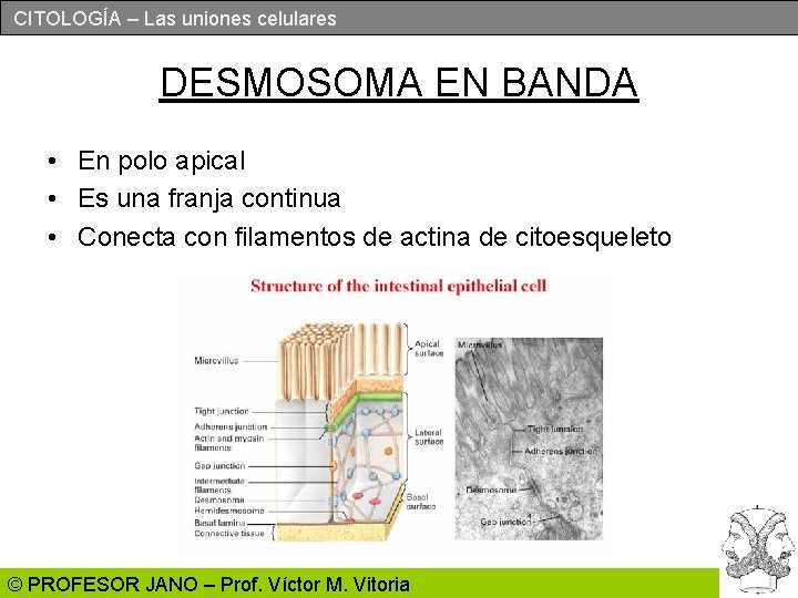 CITOLOGÍA – Las uniones celulares DESMOSOMA EN BANDA • En polo apical • Es