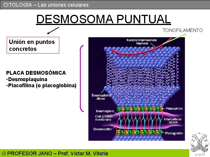 CITOLOGÍA – Las uniones celulares DESMOSOMA PUNTUAL TONOFILAMENTO Unión en puntos concretos PLACA DESMOSÓMICA