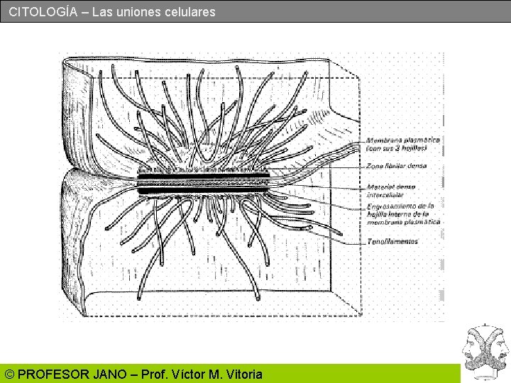 CITOLOGÍA – Las uniones celulares © PROFESOR JANO – Prof. Víctor M. Vitoria 