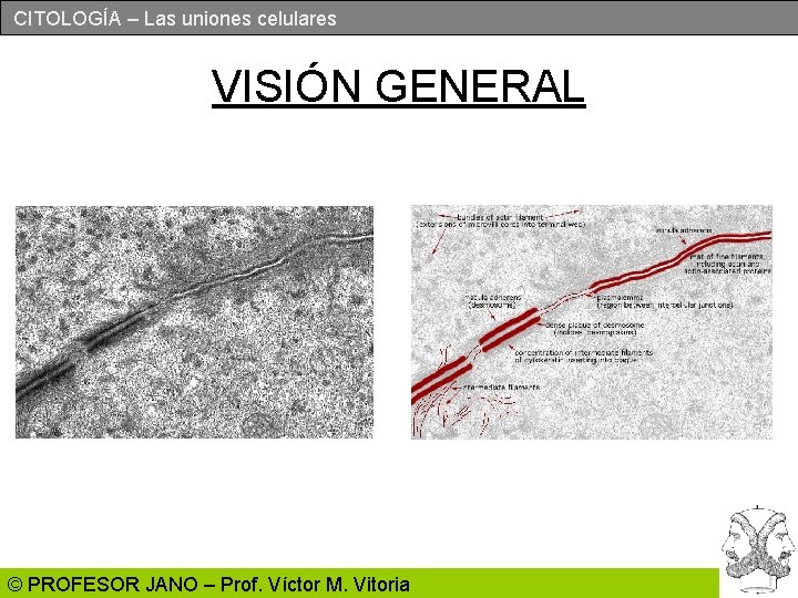 CITOLOGÍA – Las uniones celulares VISIÓN GENERAL © PROFESOR JANO – Prof. Víctor M.