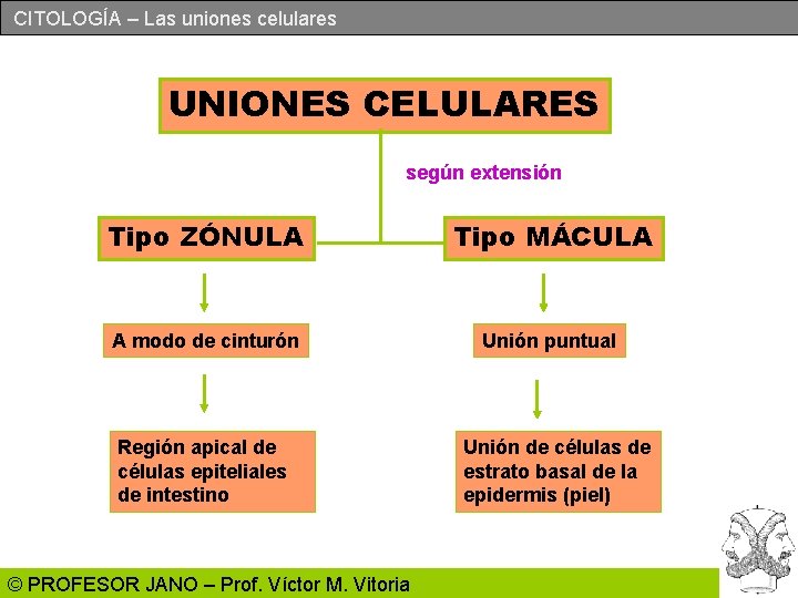 CITOLOGÍA – Las uniones celulares UNIONES CELULARES según extensión Tipo ZÓNULA Tipo MÁCULA A