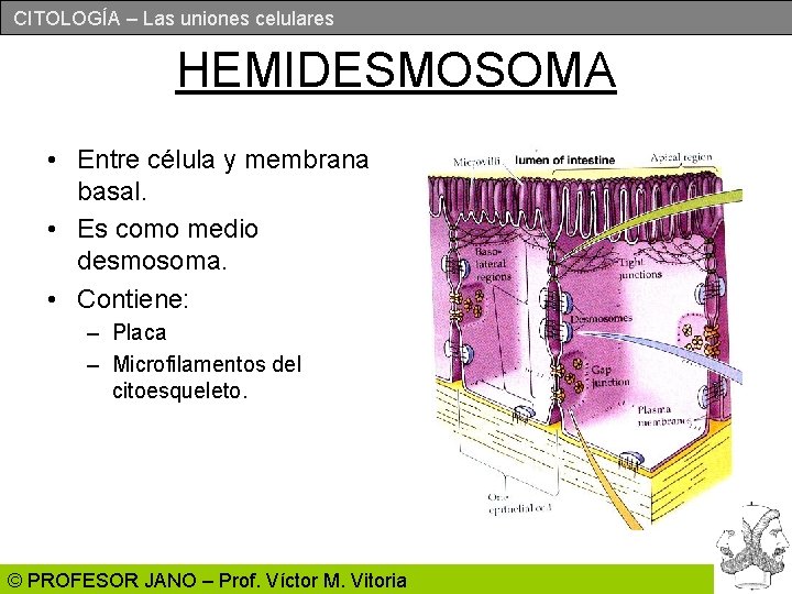 CITOLOGÍA – Las uniones celulares HEMIDESMOSOMA • Entre célula y membrana basal. • Es