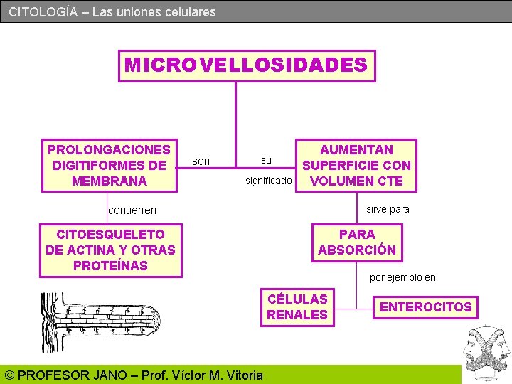 CITOLOGÍA – Las uniones celulares MICROVELLOSIDADES PROLONGACIONES DIGITIFORMES DE MEMBRANA son su significado AUMENTAN