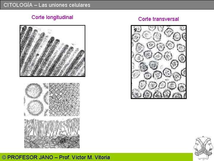 CITOLOGÍA – Las uniones celulares Corte longitudinal © PROFESOR JANO – Prof. Víctor M.