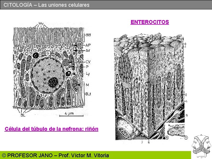 CITOLOGÍA – Las uniones celulares ENTEROCITOS Célula del túbulo de la nefrona: riñón ©