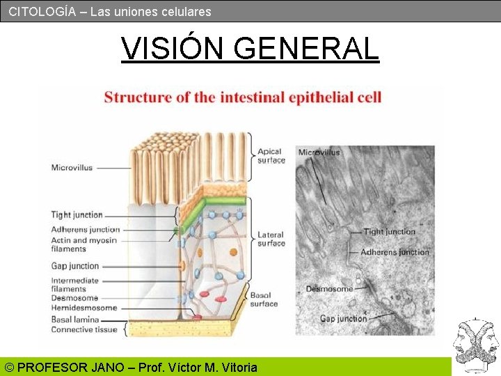 CITOLOGÍA – Las uniones celulares VISIÓN GENERAL © PROFESOR JANO – Prof. Víctor M.