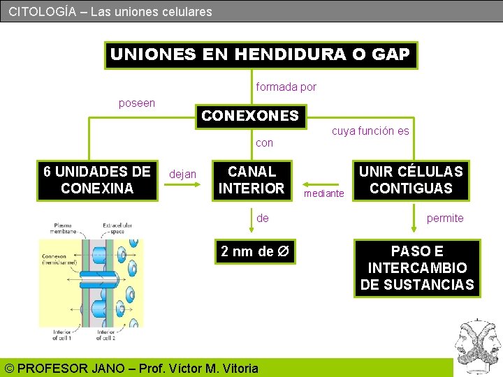 CITOLOGÍA – Las uniones celulares UNIONES EN HENDIDURA O GAP formada por poseen CONEXONES