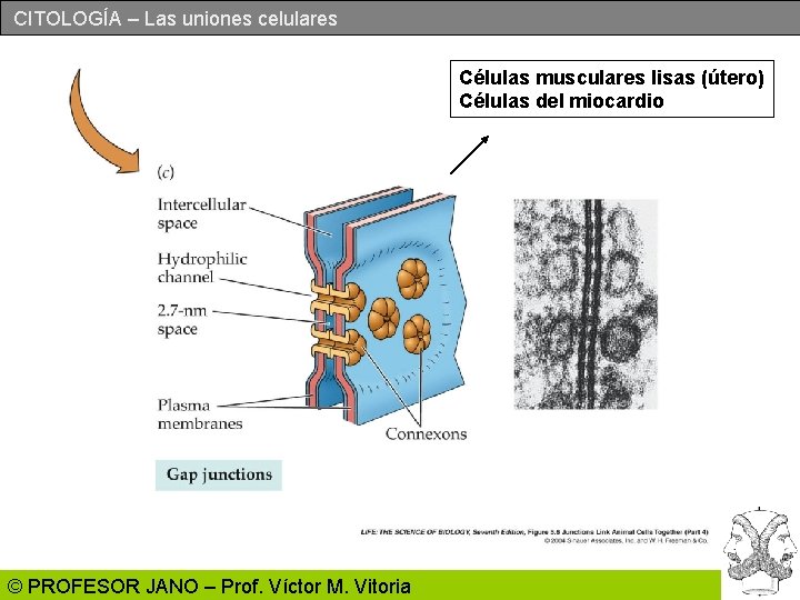 CITOLOGÍA – Las uniones celulares Células musculares lisas (útero) Células del miocardio © PROFESOR