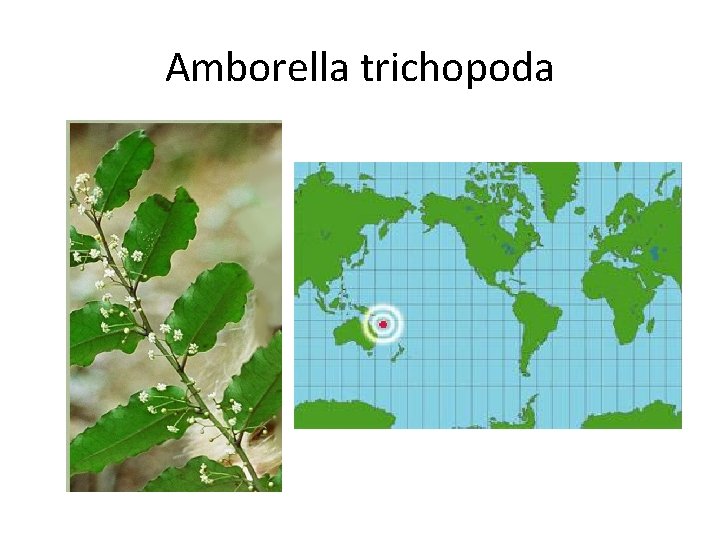 Amborella trichopoda 