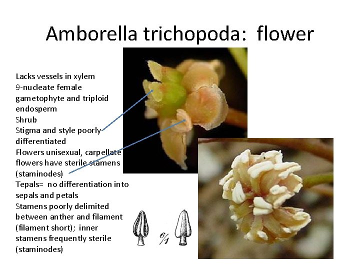 Amborella trichopoda: flower Lacks vessels in xylem 9 -nucleate female gametophyte and triploid endosperm