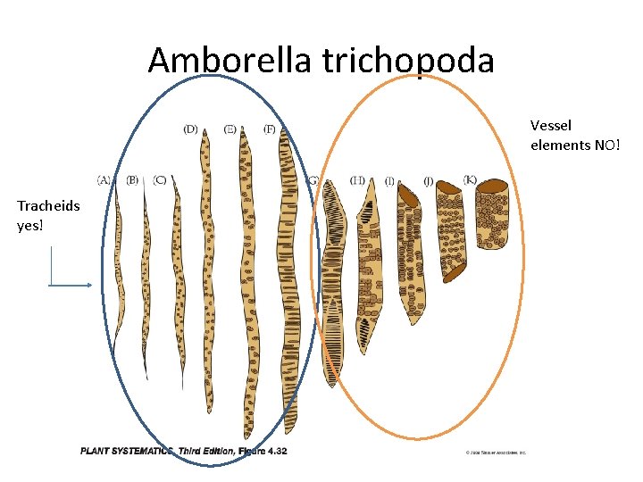 Amborella trichopoda Vessel elements NO! Tracheids yes! 