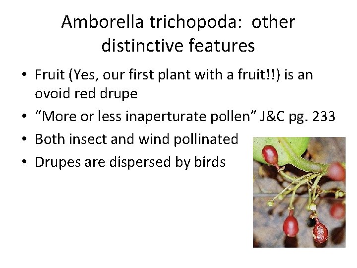 Amborella trichopoda: other distinctive features • Fruit (Yes, our first plant with a fruit!!)