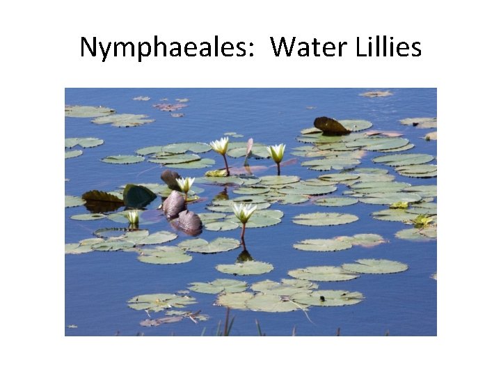 Nymphaeales: Water Lillies 