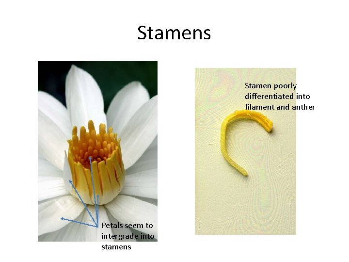 Stamens Stamen poorly differentiated into filament and anther Petals seem to intergrade into stamens