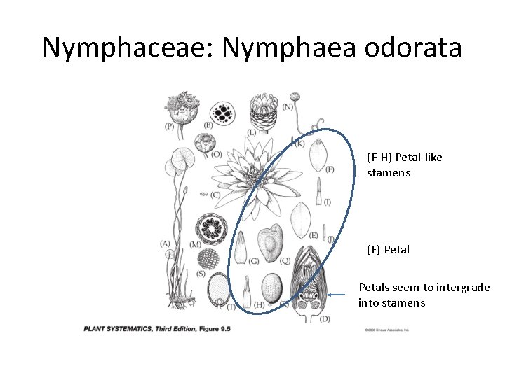 Nymphaceae: Nymphaea odorata (F-H) Petal-like stamens (E) Petals seem to intergrade into stamens 