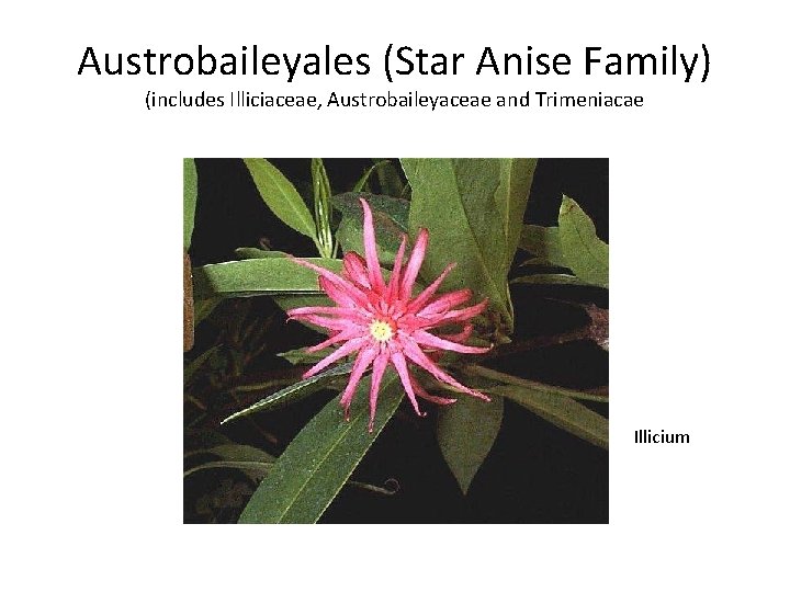 Austrobaileyales (Star Anise Family) (includes Illiciaceae, Austrobaileyaceae and Trimeniacae Illicium 