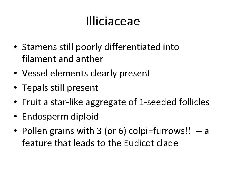 Illiciaceae • Stamens still poorly differentiated into filament and anther • Vessel elements clearly