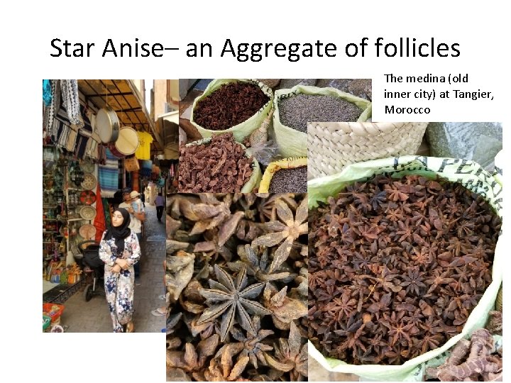 Star Anise– an Aggregate of follicles The medina (old inner city) at Tangier, Morocco