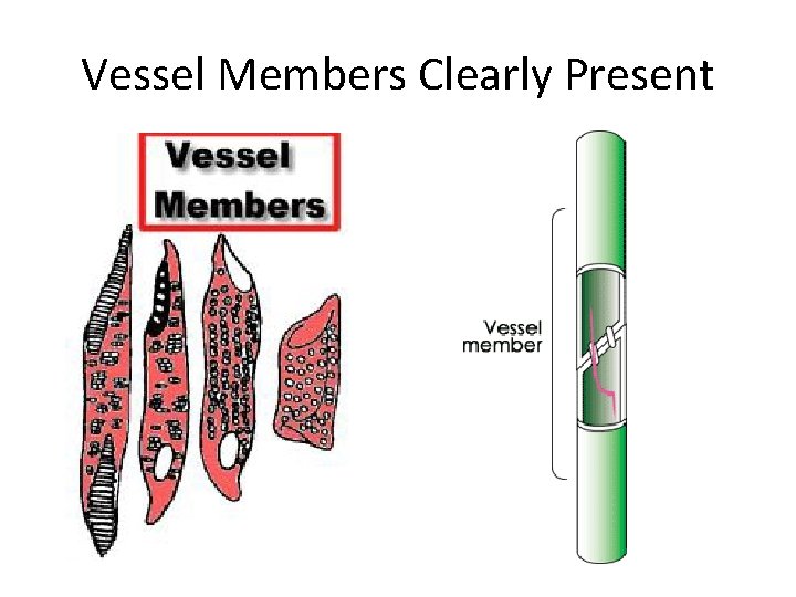Vessel Members Clearly Present 