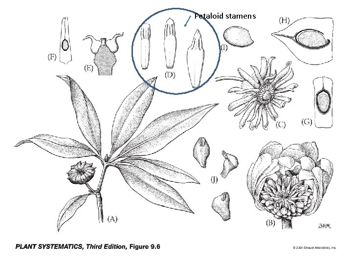 Petaloid stamens 