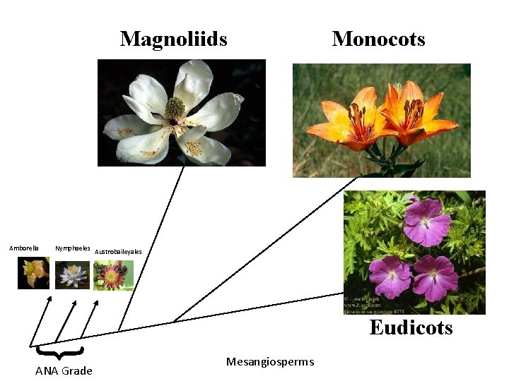 Magnoliids Amborella Monocots Nymphaeles Austrobaileyales { Eudicots ANA Grade Mesangiosperms 