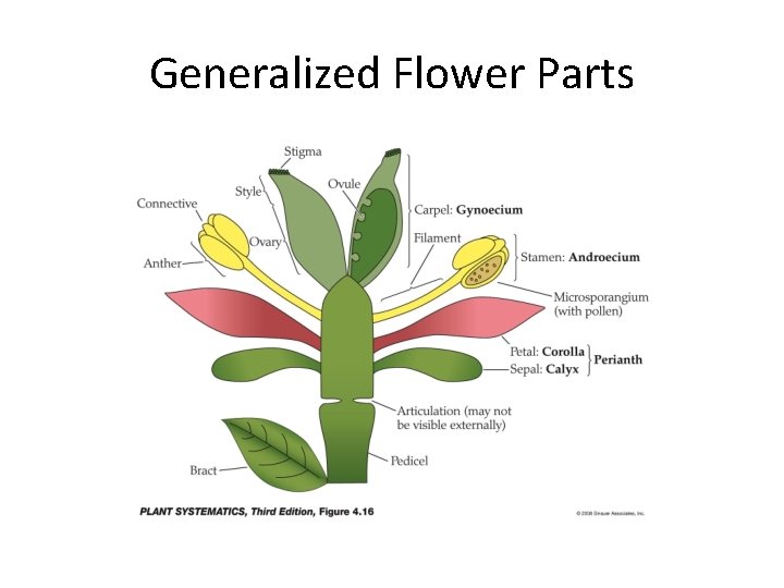 Generalized Flower Parts 